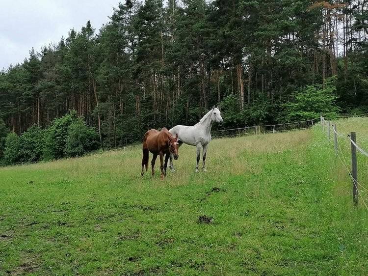 Glamping Karavan U Konopiste Chrastany  Buitenkant foto